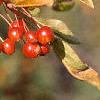 Malus zumi var. calocarpa, fruit