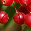 Malus zumi var. calocarpa, fruit