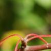 Malus zumi var. calocarpa, fruit