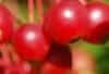 Malus zumi var. calocarpa, fruit