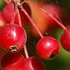 Malus zumi var. calocarpa, fruit