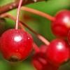 Malus zumi var. calocarpa, fruit