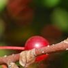 Malus zumi var. calocarpa, fruit