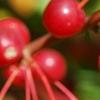 Malus zumi var. calocarpa, fruit
