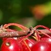 Malus zumi var. calocarpa, fruit