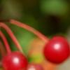 Malus zumi var. calocarpa, fruit