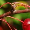 Malus zumi var. calocarpa, fruit