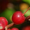 Malus zumi var. calocarpa, fruit