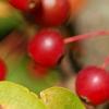 Malus zumi var. calocarpa, fruit