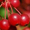 Malus zumi var. calocarpa, fruit