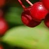 Malus zumi var. calocarpa, fruit