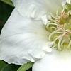 Mespilus germanica 'Marrow', flowers
