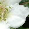 Mespilus germanica 'Marrow', flowers