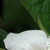 Mespilus germanica 'Marrow', flowers