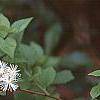 Neviusia alabamensis, flowers