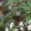 Neviusia alabamensis, flowers