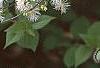 Neviusia alabamensis, flowers