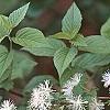 Neviusia alabamensis, flowers