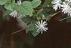 Neviusia alabamensis, flowers