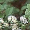 Neviusia alabamensis, flowers
