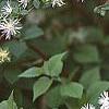 Neviusia alabamensis, flowers