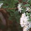 Neviusia alabamensis, flowers
