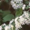 Neviusia alabamensis, flowers