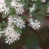 Neviusia alabamensis, flowers