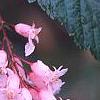 Neillia sinensis, flowers