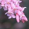 Neillia sinensis, flowers