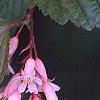 Neillia sinensis, flowers