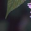 Neillia sinensis, flowers