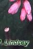 Neillia sinensis, flowers