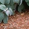 Physocarpus opulifolius 'Diablo', habit