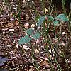 Physocarpus opulifolius 'Diablo', habit