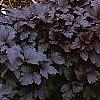 Physocarpus opulifolius 'Diablo', habit