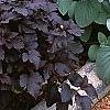 Physocarpus opulifolius 'Diablo', habit