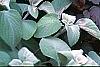 Physocarpus opulifolius 'Diablo', habit