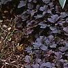 Physocarpus opulifolius 'Diablo', habit