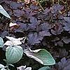 Physocarpus opulifolius 'Diablo', habit