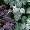 Physocarpus opulifolius 'Diablo', habit