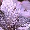 Physocarpus opulifolius 'Diablo', leaves