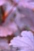 Physocarpus opulifolius 'Diablo', leaves