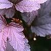 Physocarpus opulifolius 'Diablo', leaves