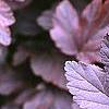 Physocarpus opulifolius 'Diablo', leaves