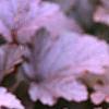 Physocarpus opulifolius 'Diablo', leaves