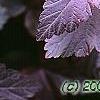 Physocarpus opulifolius 'Diablo', leaves