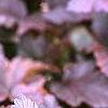Physocarpus opulifolius 'Diablo', leaves