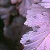 Physocarpus opulifolius 'Diablo', leaves