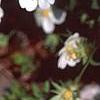 Potentilla alba, habit